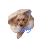 可愛い犬たち 第2弾（個別スタンプ：1）