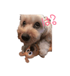 可愛い犬たち 第2弾（個別スタンプ：4）