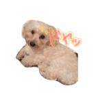 可愛い犬たち 第2弾（個別スタンプ：5）