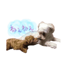 可愛い犬たち 第2弾（個別スタンプ：8）