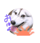 ゃぉぃの（個別スタンプ：1）