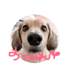 ゃぉぃの（個別スタンプ：3）