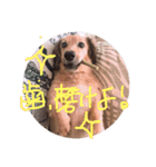 ゃぉぃの（個別スタンプ：5）