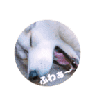 ゃぉぃの（個別スタンプ：12）
