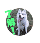 ゃぉぃの（個別スタンプ：19）