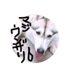 ゃぉぃの（個別スタンプ：24）