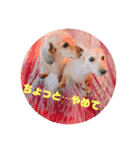 ゃぉぃの（個別スタンプ：29）