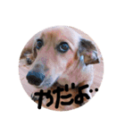 ゃぉぃの（個別スタンプ：33）