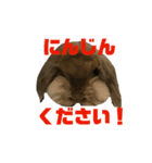 モカちんです。（個別スタンプ：1）