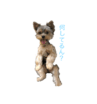 わるがきソラ（個別スタンプ：1）