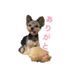 わるがきソラ（個別スタンプ：7）
