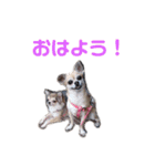 うちのチワワんず（個別スタンプ：1）