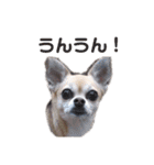 うちのチワワんず（個別スタンプ：9）
