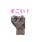 うちのチワワんず（個別スタンプ：17）