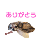 うちのチワワんず（個別スタンプ：23）