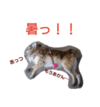 うちのチワワんず（個別スタンプ：26）