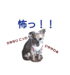 うちのチワワんず（個別スタンプ：32）