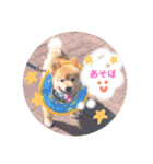 でかぽめコロといっしょ♪（個別スタンプ：2）
