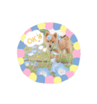 でかぽめコロといっしょ♪（個別スタンプ：5）