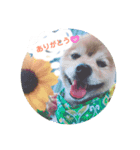 でかぽめコロといっしょ♪（個別スタンプ：6）