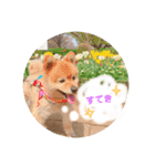 でかぽめコロといっしょ♪（個別スタンプ：7）