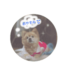 でかぽめコロといっしょ♪（個別スタンプ：8）