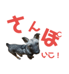 犬なのにウルフ3（個別スタンプ：1）