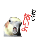 犬なのにウルフ3（個別スタンプ：3）