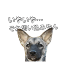 犬なのにウルフ3（個別スタンプ：7）