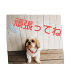 シーズー犬ココ 年末年始（個別スタンプ：6）