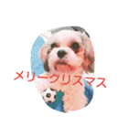 シーズー犬ココ 年末年始（個別スタンプ：10）