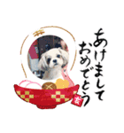 シーズー犬ココ 年末年始（個別スタンプ：16）