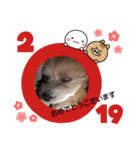 おねだりマルプー（個別スタンプ：2）