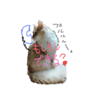 もふもふランちゃん（個別スタンプ：5）