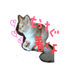 もふもふランちゃん（個別スタンプ：9）