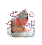 もふもふランちゃん（個別スタンプ：14）