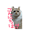 もふもふランちゃん（個別スタンプ：15）