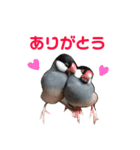 ほんわか、とりさんスタンプ3【実写版】（個別スタンプ：1）