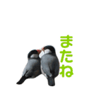 ほんわか、とりさんスタンプ3【実写版】（個別スタンプ：3）