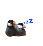 ほんわか、とりさんスタンプ3【実写版】（個別スタンプ：4）