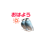 ほんわか、とりさんスタンプ3【実写版】（個別スタンプ：13）