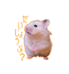 【実写】毎日使えるハムスタースタンプ（個別スタンプ：3）