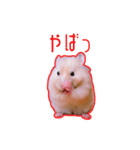 【実写】毎日使えるハムスタースタンプ（個別スタンプ：21）