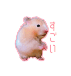 【実写】毎日使えるハムスタースタンプ（個別スタンプ：25）