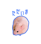 【実写】毎日使えるハムスタースタンプ（個別スタンプ：26）