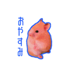 【実写】毎日使えるハムスタースタンプ（個別スタンプ：28）