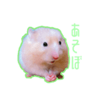 【実写】毎日使えるハムスタースタンプ（個別スタンプ：35）