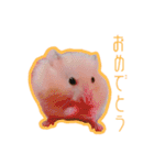 【実写】毎日使えるハムスタースタンプ（個別スタンプ：36）