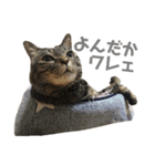 ララの日常。（個別スタンプ：2）