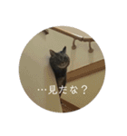 ララの日常。（個別スタンプ：3）